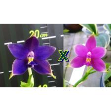 Phal. violacea v.indigo blue x Phal. violacea v.indigo red      B75
