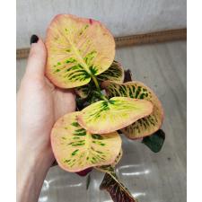 Codiaeum Aree 77