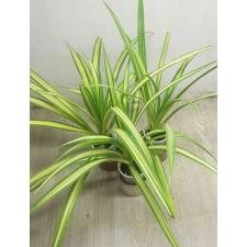 pandanus variegated