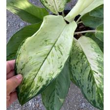 Aglaonema Snow White 123