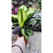 calathea goldstar pot