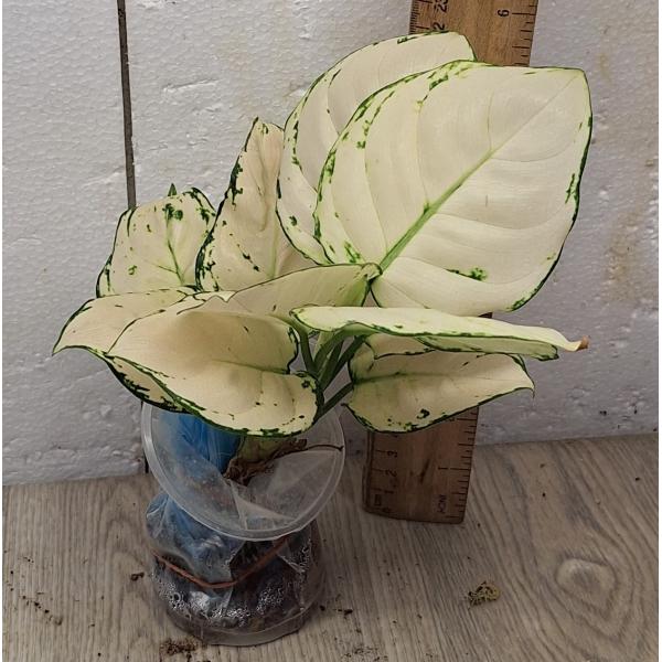 Аглаонема Супер Белая / Aglaonema Super White A-40