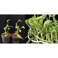 Epipremnum pinnatum 'Aureum' Dwarf 395