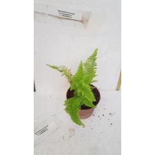 Nephrolepis exaltata cv Vintage Lace (dwarf and green leaf) pot