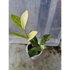 Zamioculcas zamiifolia variegated (short leaf) (стакан) 3500р