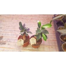 Ficus Microcarpa 'ginseng' P6