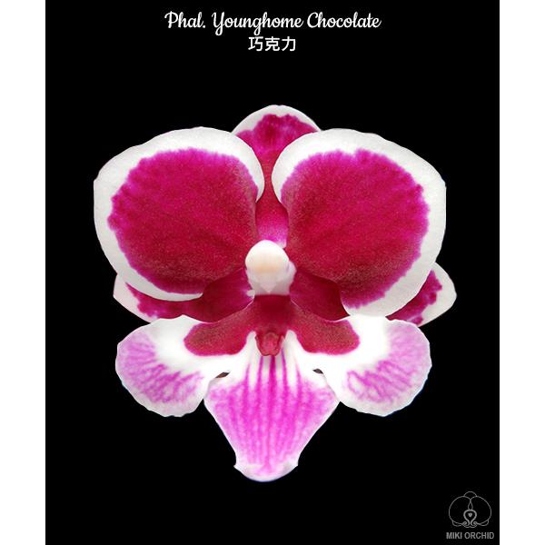 Phal. Younghome Chocolate