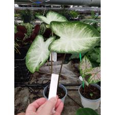 Caladium 2 holland