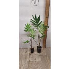 Alocasia brancifolia pot