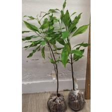 Сизигиум ароматикум. / Syzygium aromaticum (Гвоздичное дерево)