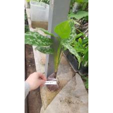 Aglaonema pictum 'Bicolor' (big leaf) 42