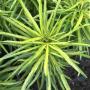 Osmoxylon lineare variegated