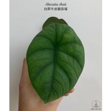 Alocasia chaii 1.7"