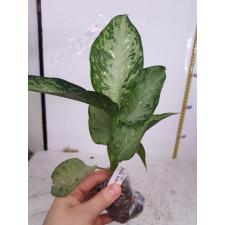 Dieffenbachia Udomsub (Silver Splash)312-349/1