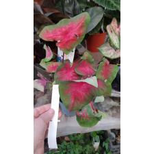 Caladium 4B