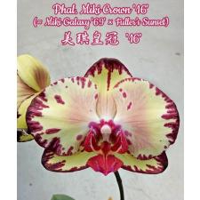 Phal. Miki Crown '16'   B21 1.7" september