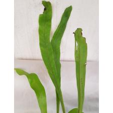 Microsorum punctatum (yellow variegated 160