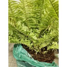 Nephrolepis exaltata cv. Vintage Lace (Golden) (L)