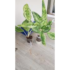 Aglaonema Pride of Pra Ngern 47 (апрель) уценка 1100р
