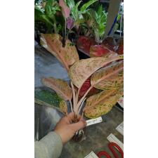 Aglaonema Orange Goldstar.76