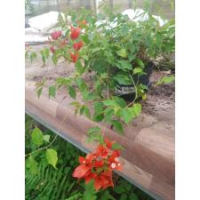 bougainvillea orange 19 cm pot