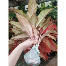 Aglaonema SP-14 Red Queen