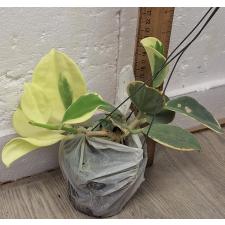 Хойя пахиклада альбомаргината / Hoya pachyclada albomarginata