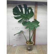 monstera deliciosa M