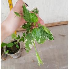 Hibiscus rosa-sinensis (variegated) стакан 500р