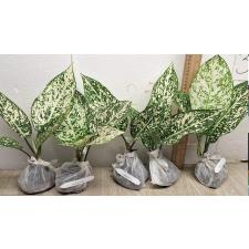 Аглаонема Всемирное Наследие / Aglaonema world heritage A-111