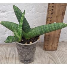Сансевиерия сп. Зумо мини / Sansevieria sp. Zumo mini