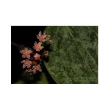 Hoya macrophylla (snowqueen, silver splash)(L.15) EPC-853