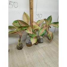 Aglaonema Lokbay - long leaves A-82