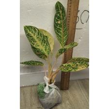 Аглаонема Индиана Квин / Aglaonema Indiana Queen A-31