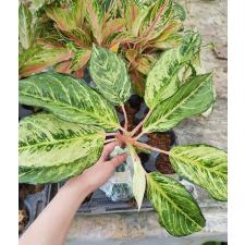 Aglaonema P-33 Lucky green