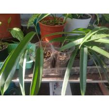 Ficus Alii 9 cm pot