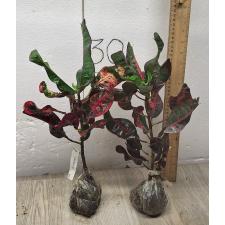 Codiaeum Khun Chang Kin Leang 106-107