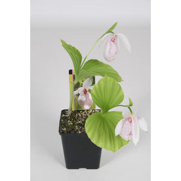 Циприпедиум формосанум / Cypripedium Formosanum