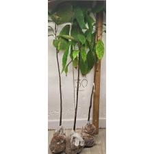 Какао, только сеянец / Cacao theobroma (only seedling) 21