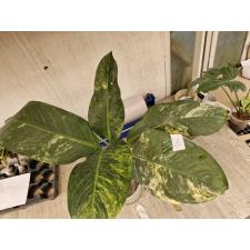 Dieffenbachia (T04) variegated D-8 3200p