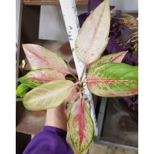 Aglaonema sp пакет, 600р