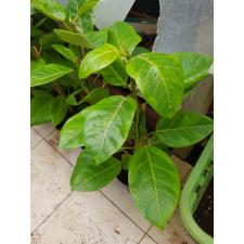 Ficus Altissima 17 cm pot 1200