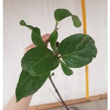 Psidium guajava 'Paen See Thong' (green leaf) 276