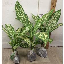 Диффенбахия Вайт Близзард. / Dieffenbachia White Blizzard