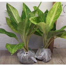 Аглаонема Сан дроп / Aglaonema Sun drop A-38