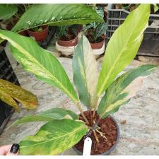 Anthurium variegated sp 9