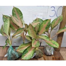 Аглаонема Лукбей - длинные листья / Aglaonema Lokbay - long leaves A-82