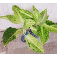Aglaonema Sun drop A-38