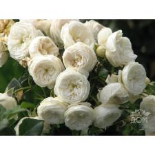 Роза «Артемис» / Rosa Artemis