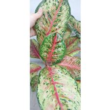 Aglaonema 10 Karat A-1